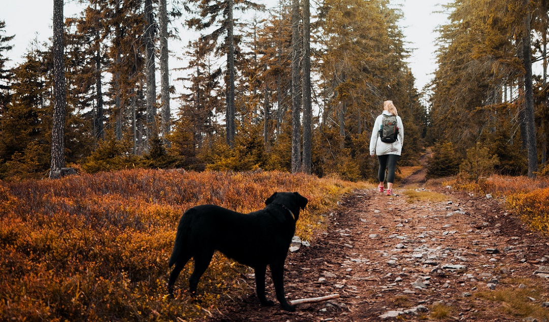 Vrouw laat hond uit in bosrijke omgeving