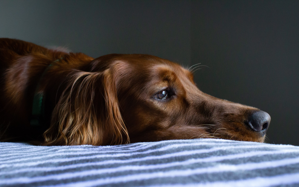 Een kastanjebruine ligt met ogen open en zijn hoofd op zijn hondenbedje