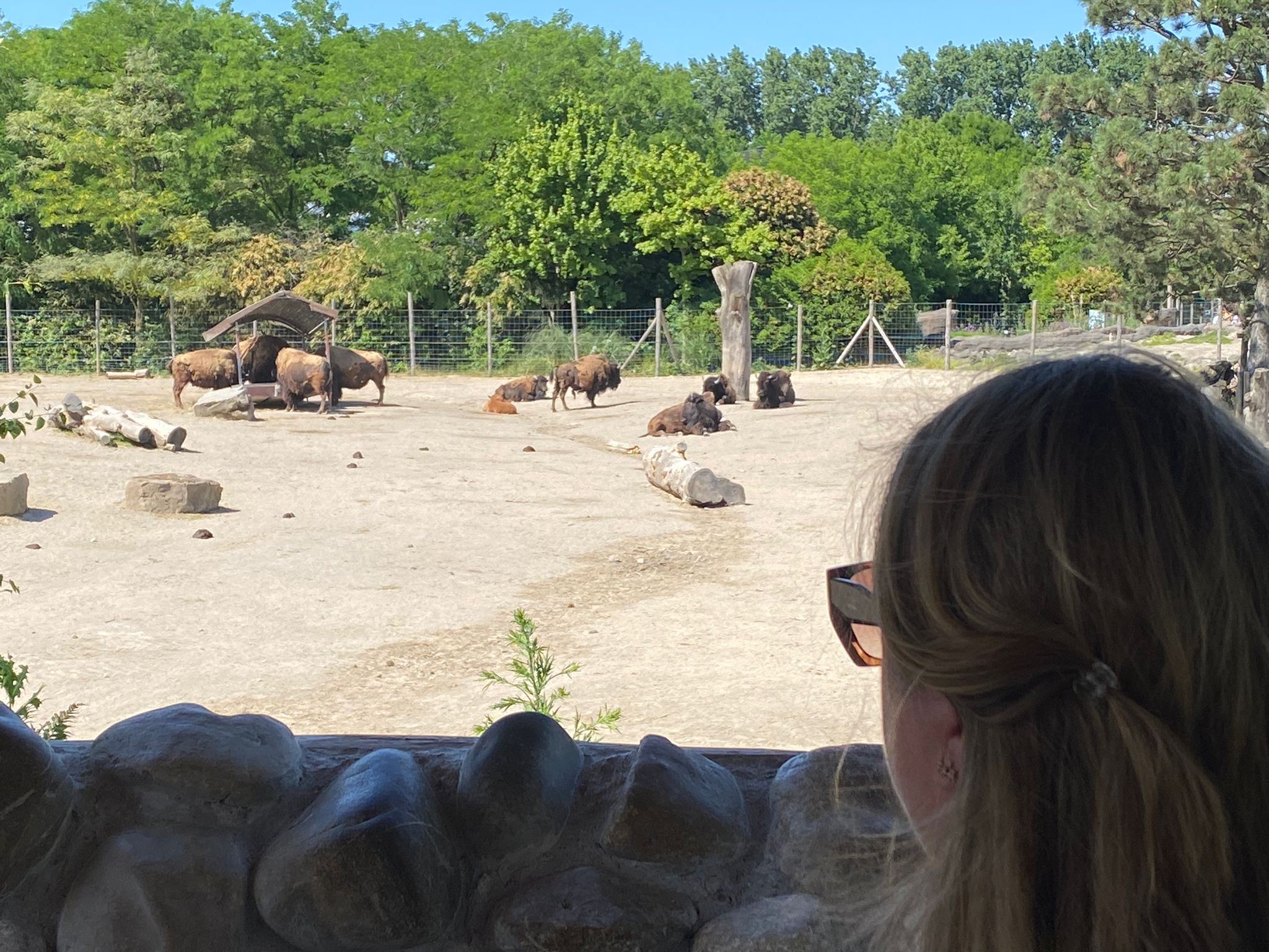 Judith kijkt naar een groep bizons in Blijdorp