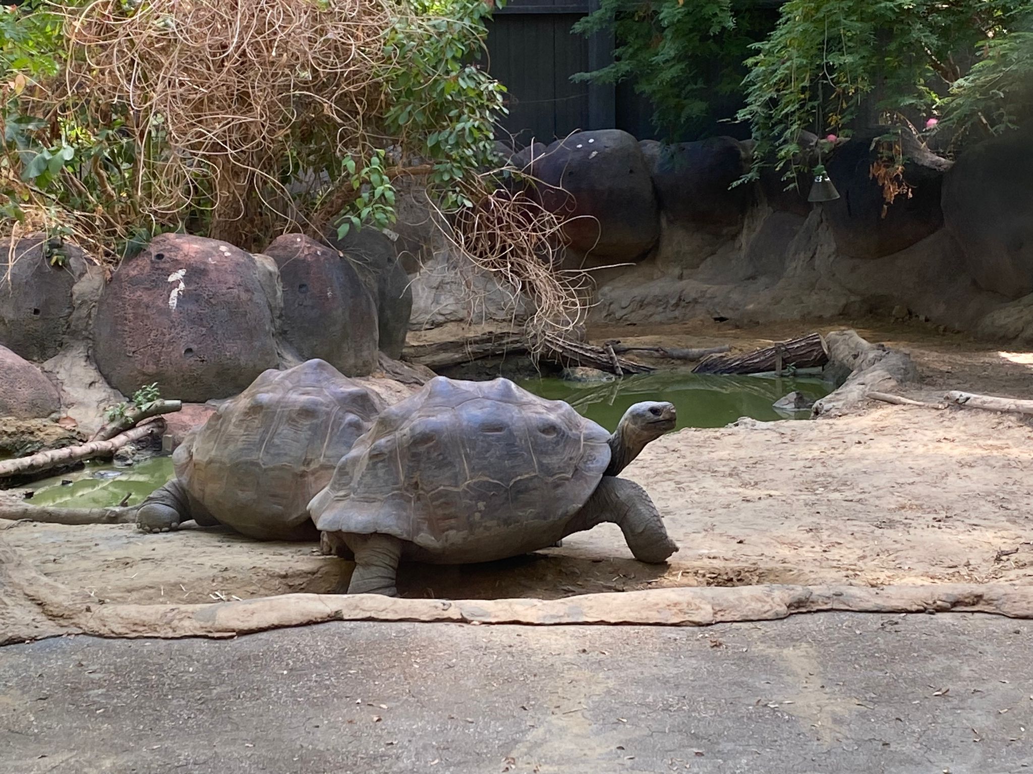 twee galapagos schildpadden lopen rond in Blijdorp